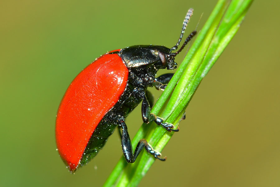 Chrysomela populi