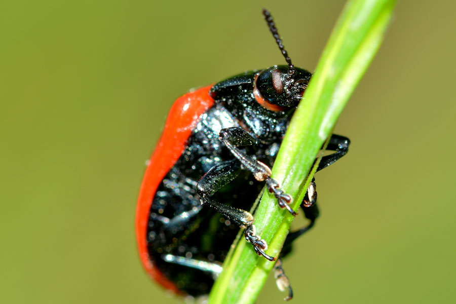 Chrysomela populi