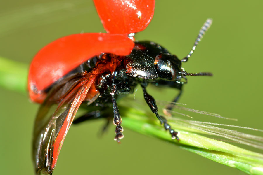 Chrysomela populi