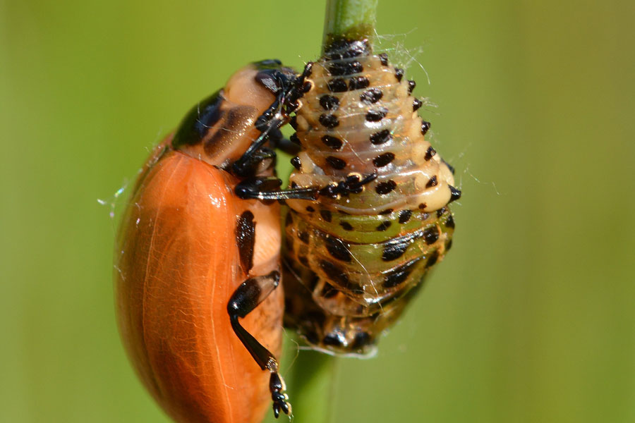 Chrysomela populi