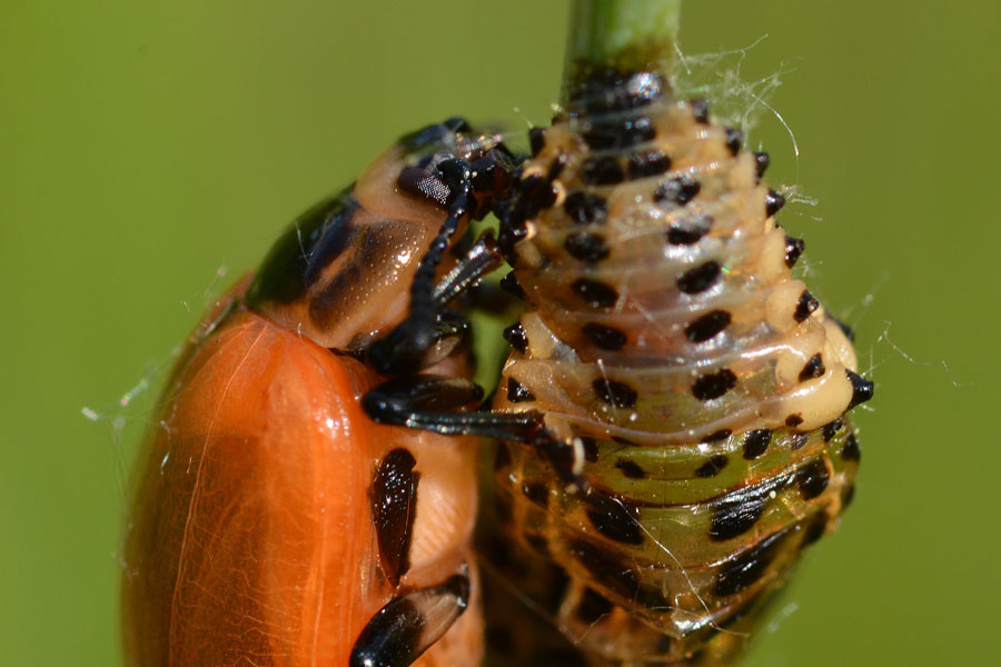 Chrysomela populi