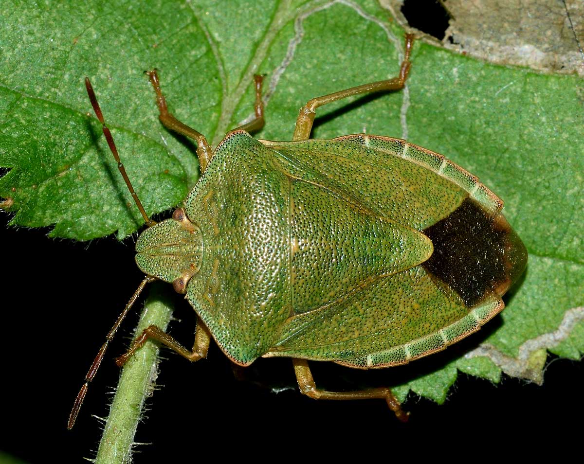 Pentatomidae:   Palomena prasina