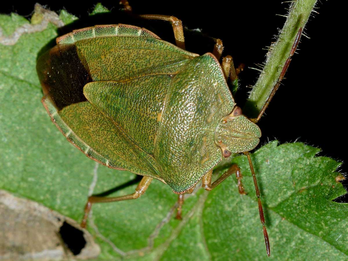 Pentatomidae:   Palomena prasina