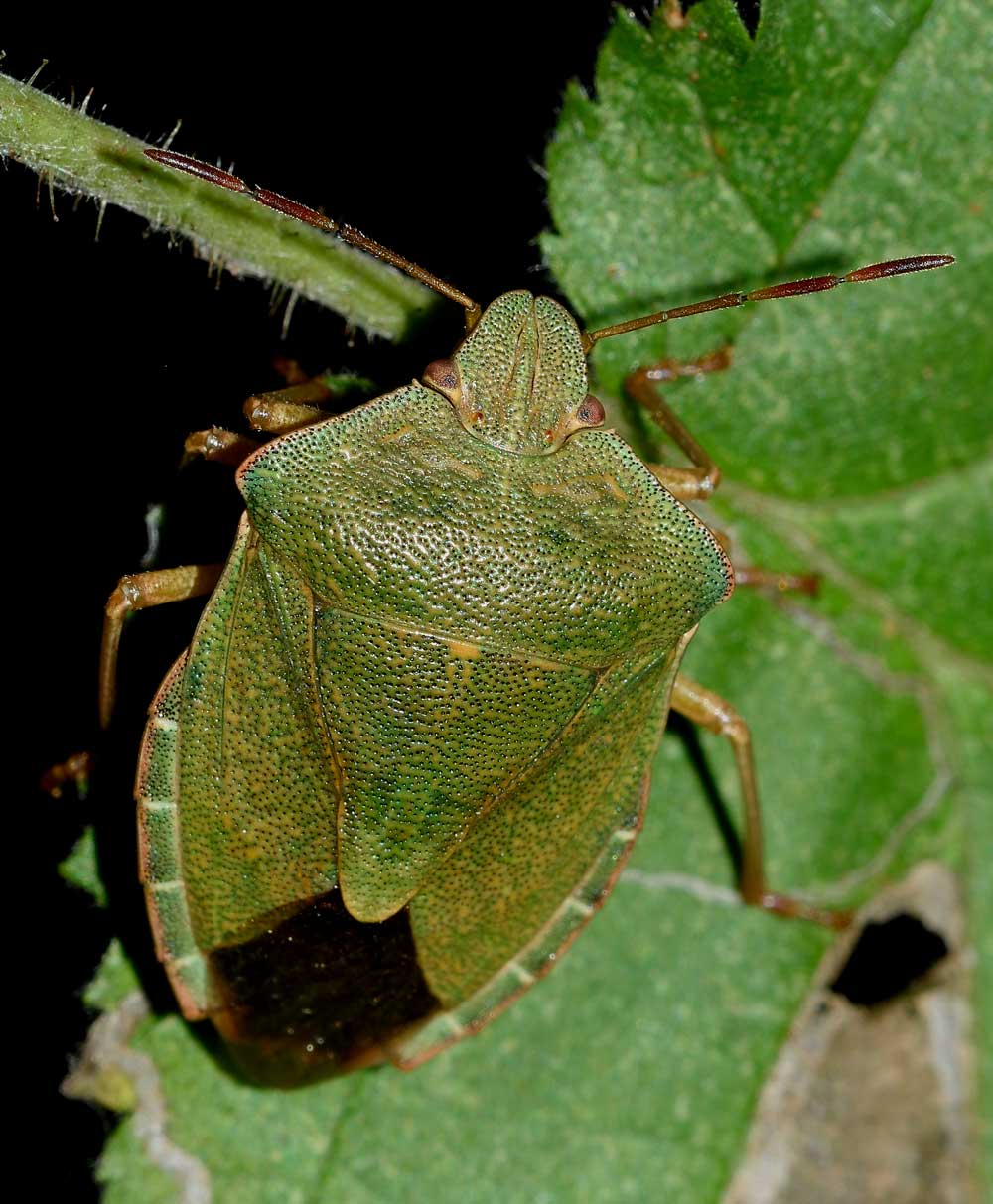 Pentatomidae:   Palomena prasina