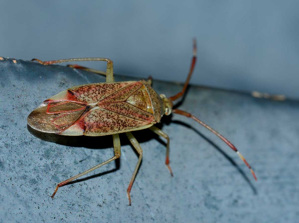 Miridae:  Pantilius tunicatus