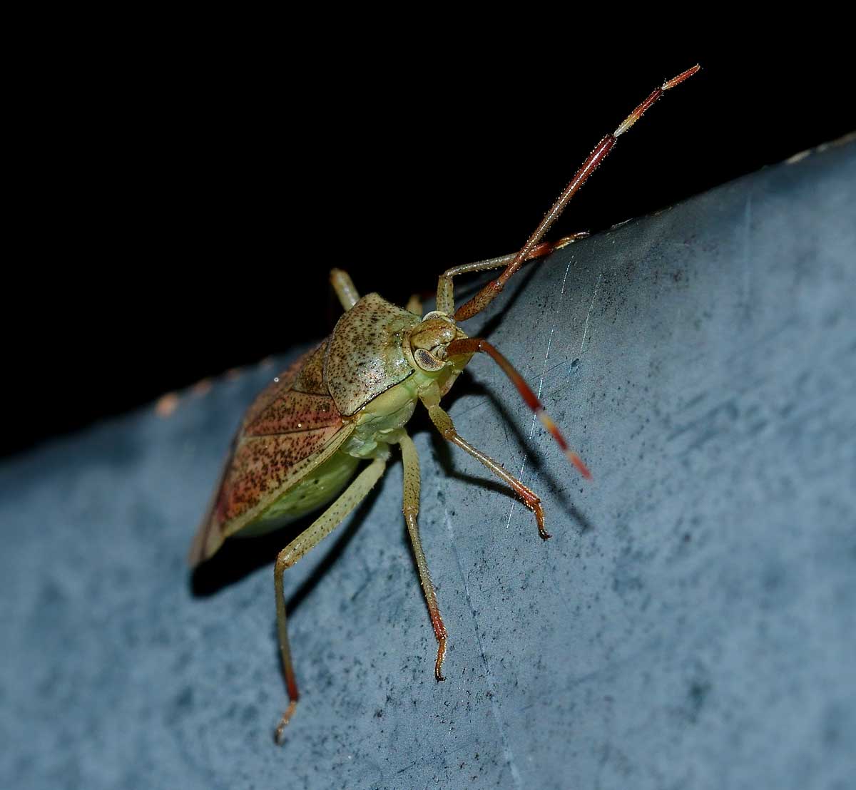 Miridae:  Pantilius tunicatus