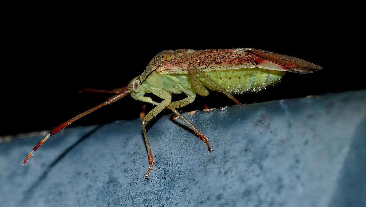 Miridae:  Pantilius tunicatus