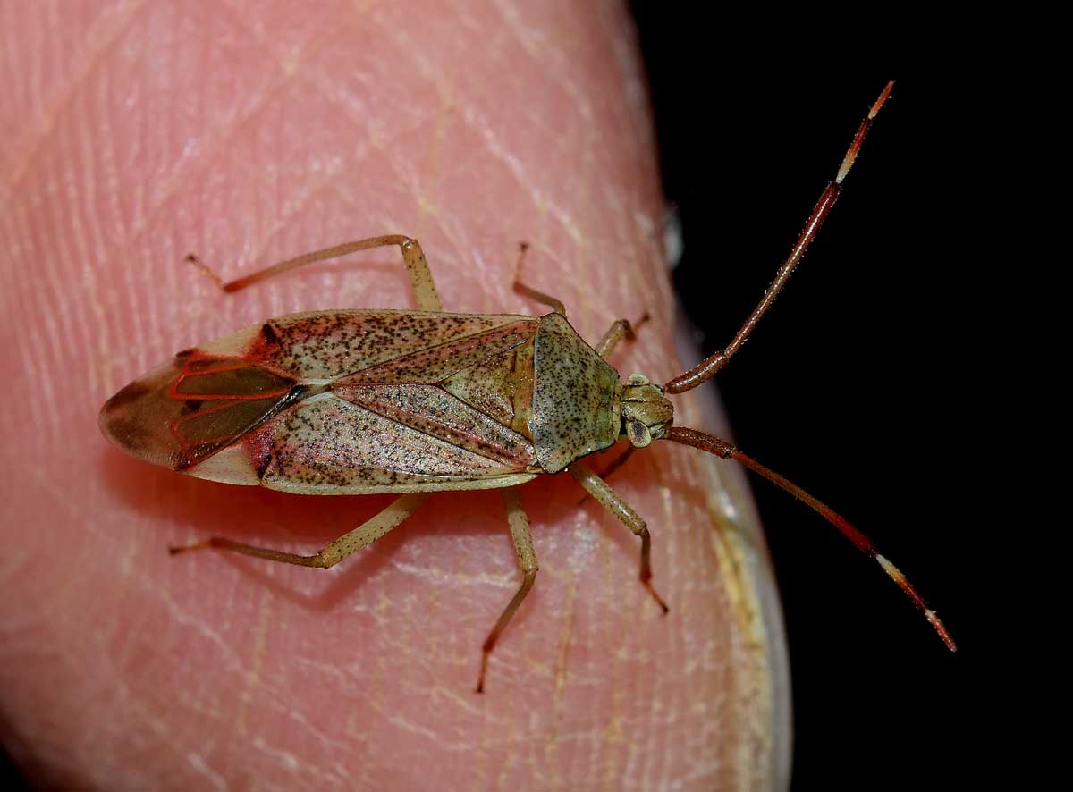 Miridae:  Pantilius tunicatus