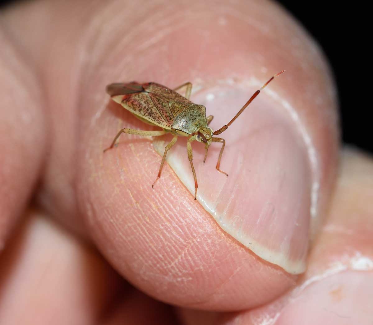 Miridae:  Pantilius tunicatus