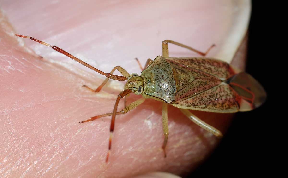 Miridae:  Pantilius tunicatus