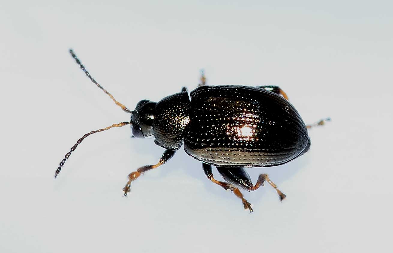 Chaetocnema aerosa (cfr.), Chrysomelidae