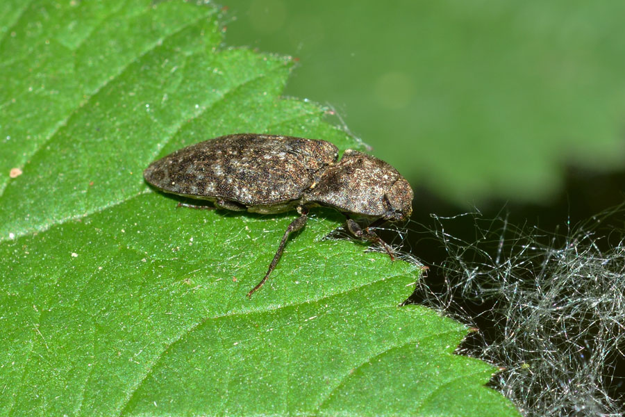 Agrypnus murinus