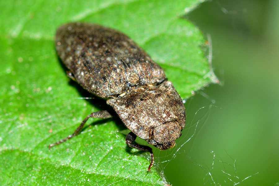 Agrypnus murinus