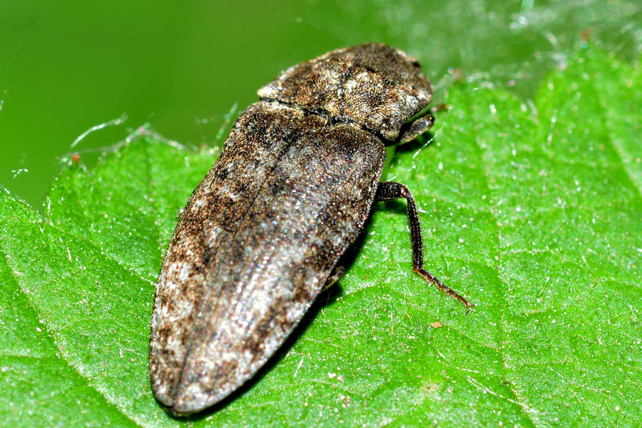 Agrypnus murinus