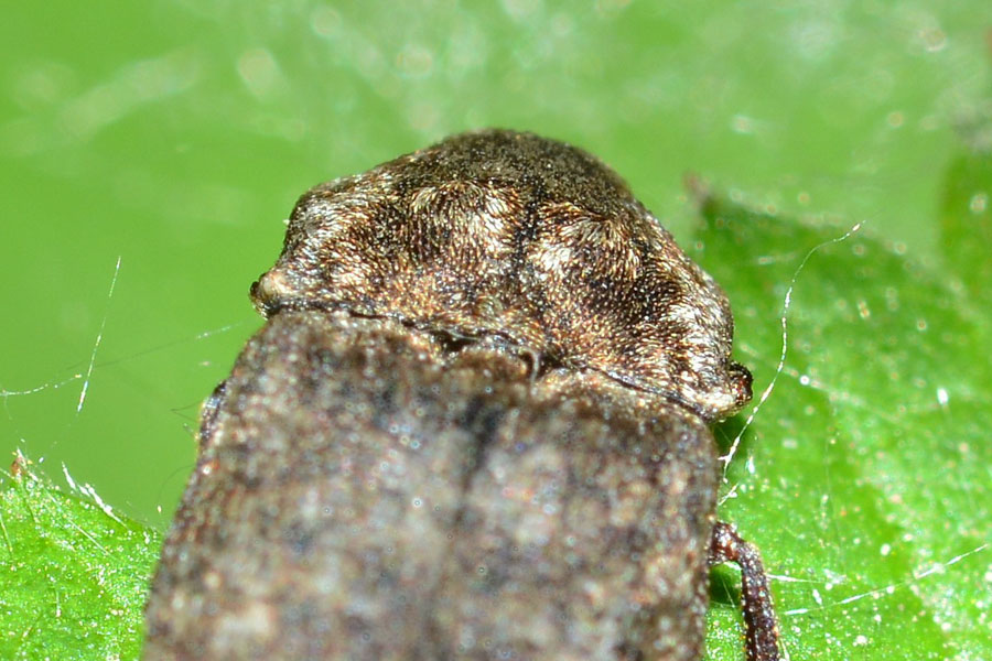 Agrypnus murinus