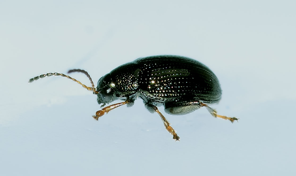 Chaetocnema aerosa (cfr.), Chrysomelidae