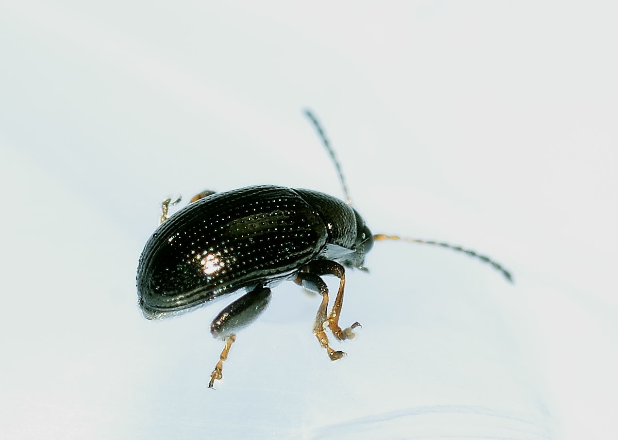 Chaetocnema aerosa (cfr.), Chrysomelidae