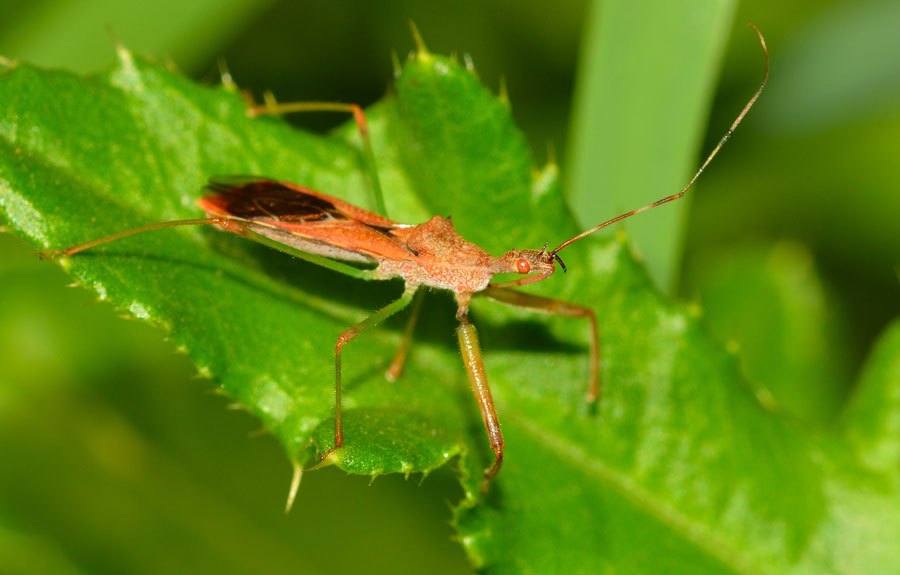 Reduviidae: Nagusta goedelii NUOVA x il Piemonte (NO)