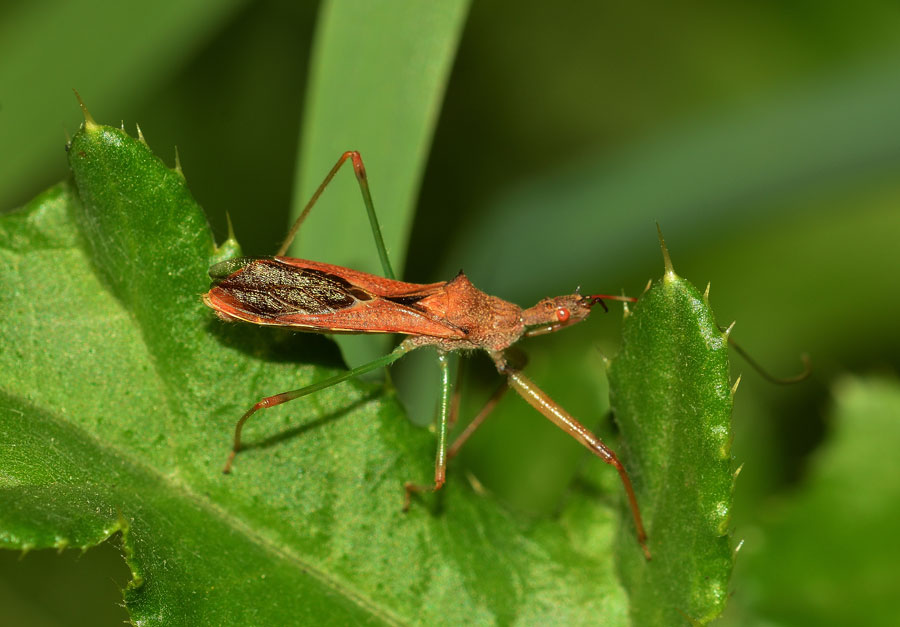 Reduviidae: Nagusta goedelii NUOVA x il Piemonte (NO)