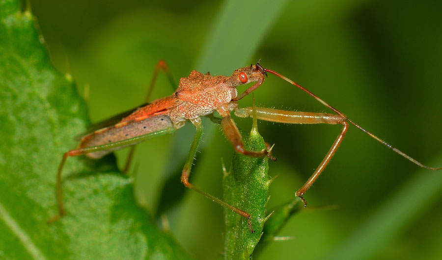 Reduviidae: Nagusta goedelii NUOVA x il Piemonte (NO)