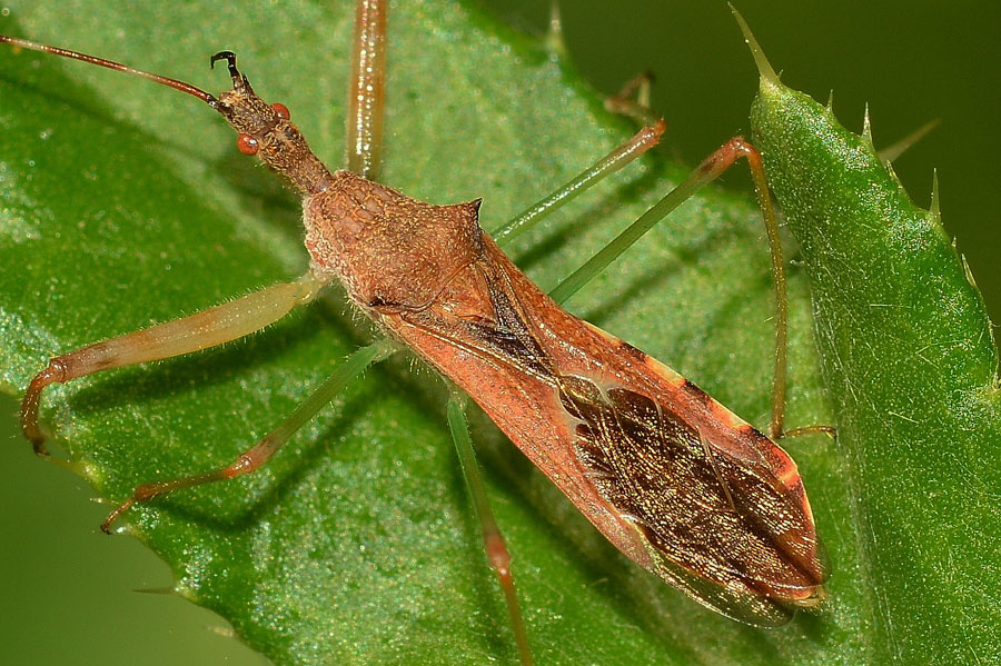 Reduviidae: Nagusta goedelii NUOVA x il Piemonte (NO)