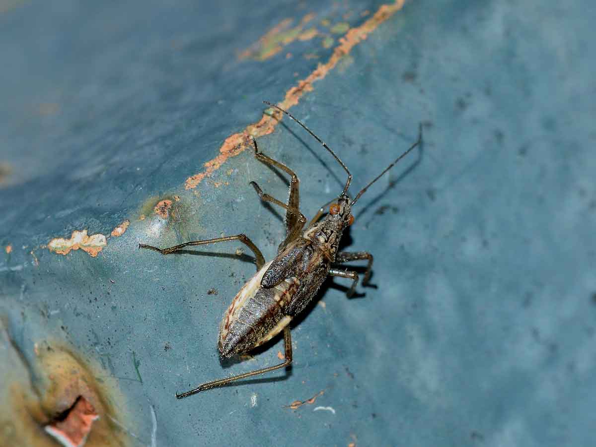 Nabidae: ninfa di Nabis sp.