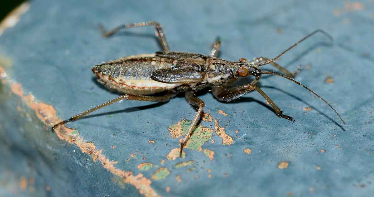 Nabidae: ninfa di Nabis sp.