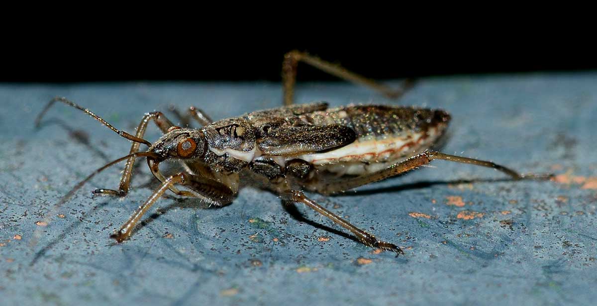 Nabidae: ninfa di Nabis sp.