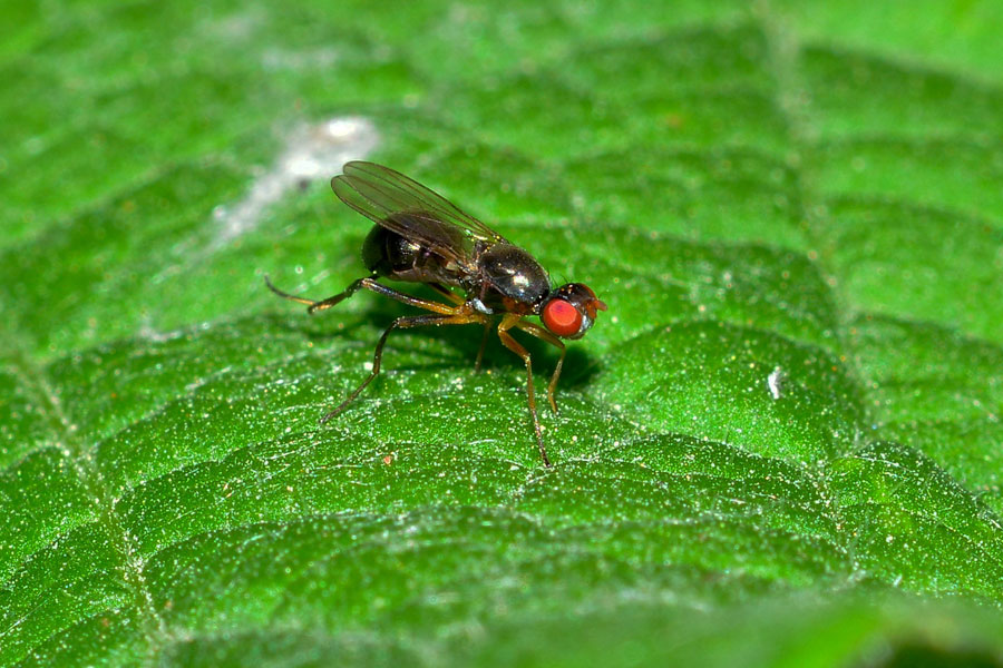 Sepsis sp.