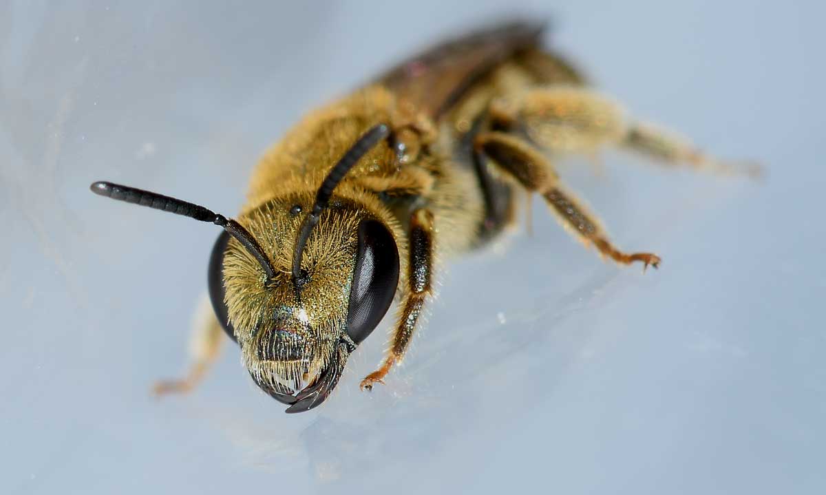 Apidae Halictinae:  Seladonia subaurata, femmina