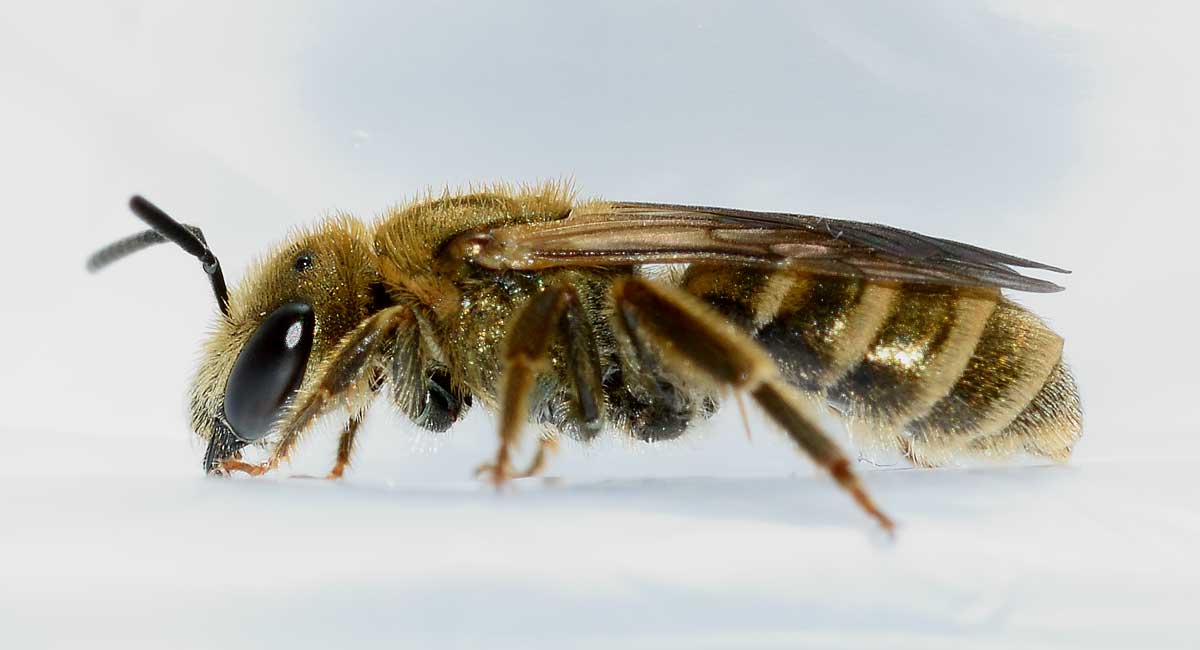 Apidae Halictinae:  Seladonia subaurata, femmina