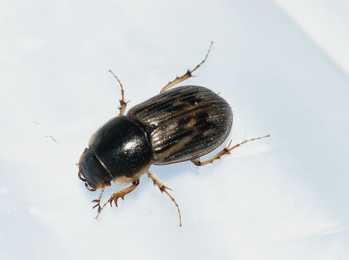 Nimbus johnsoni, Aphodiidae