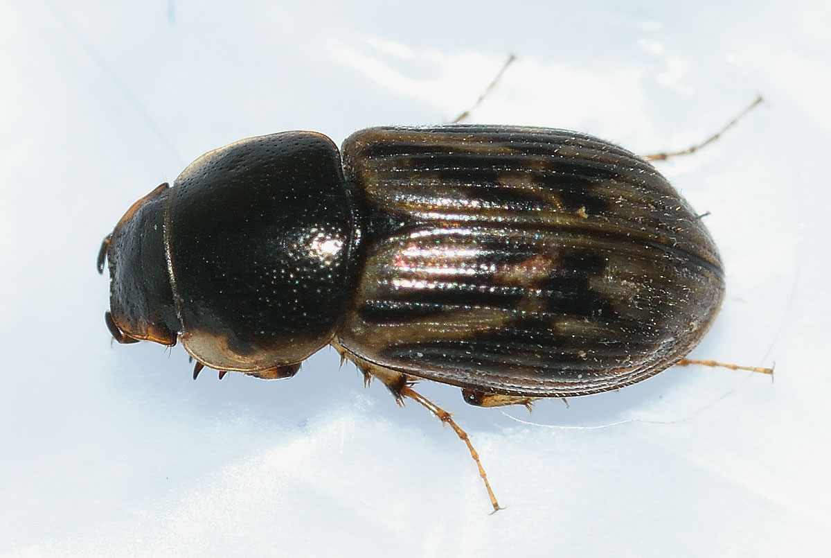 Nimbus johnsoni, Aphodiidae