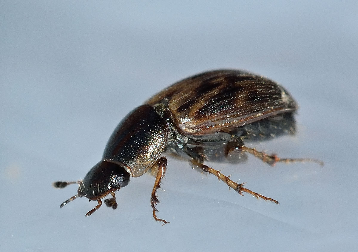 Nimbus johnsoni, Aphodiidae