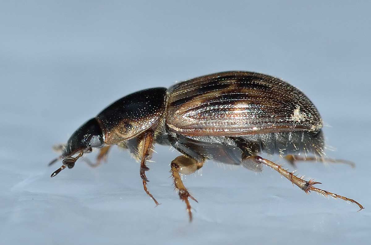 Nimbus johnsoni, Aphodiidae