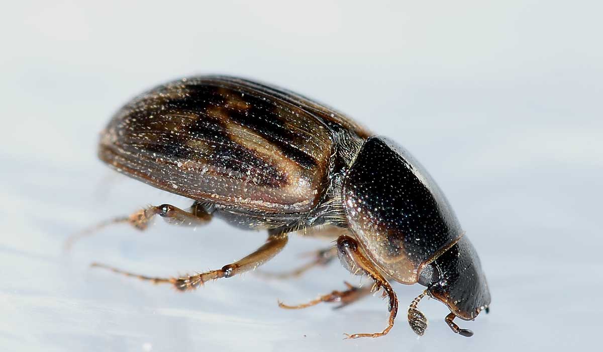 Nimbus johnsoni, Aphodiidae