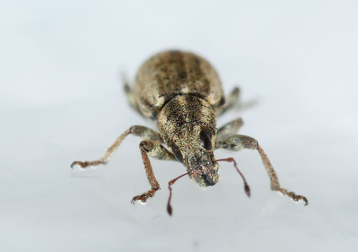 Sitona humeralis - Curculionidae