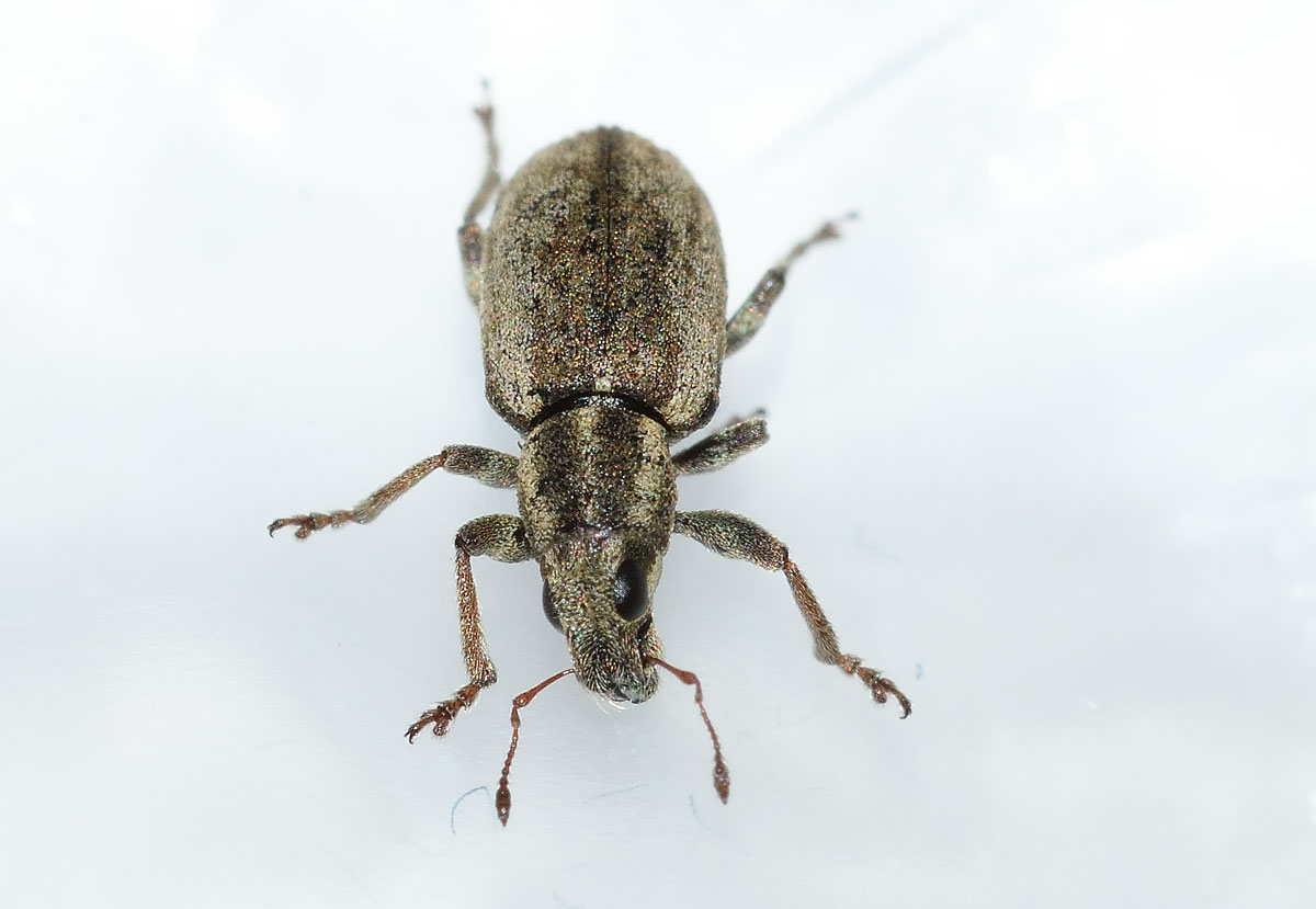 Sitona humeralis - Curculionidae