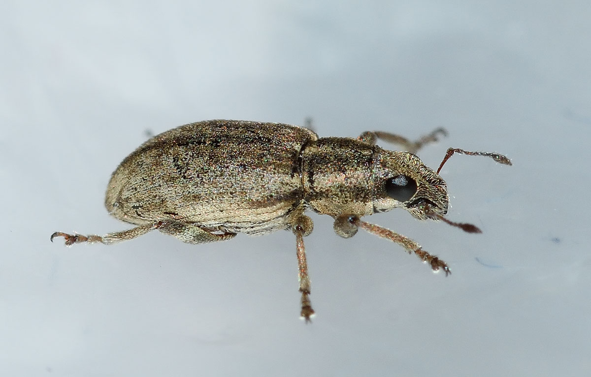 Sitona humeralis - Curculionidae