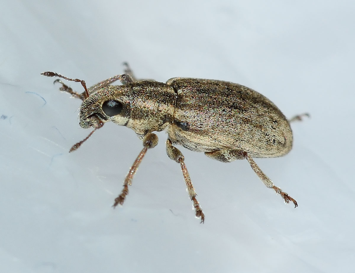 Sitona humeralis - Curculionidae