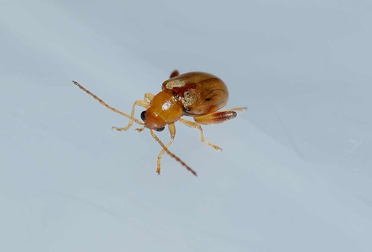 Longitarsus sp., Chrysomelidae