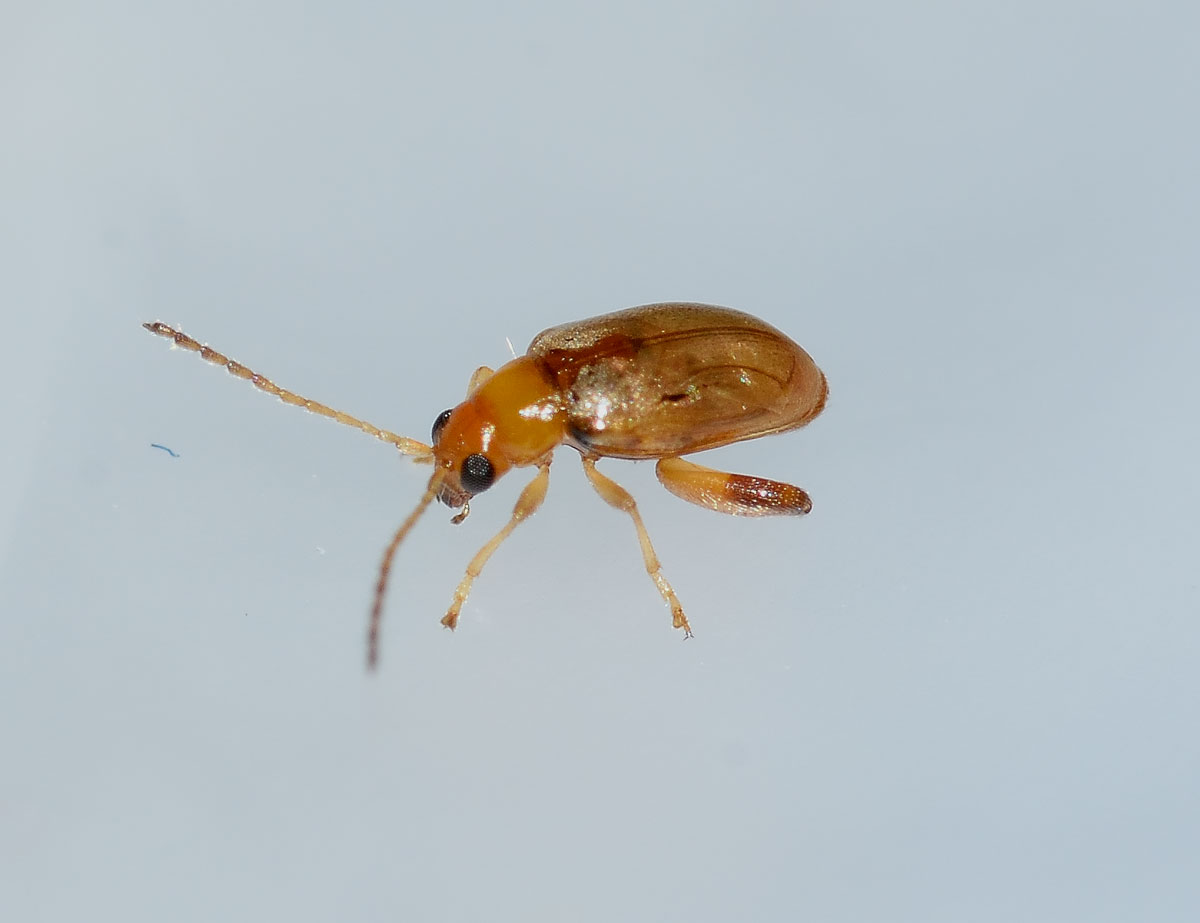 Longitarsus sp., Chrysomelidae