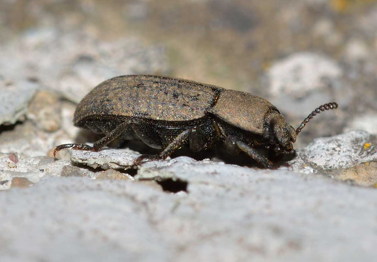 Gonocephalum sp., Tenebrionidae
