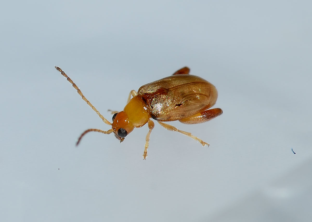 Longitarsus sp., Chrysomelidae