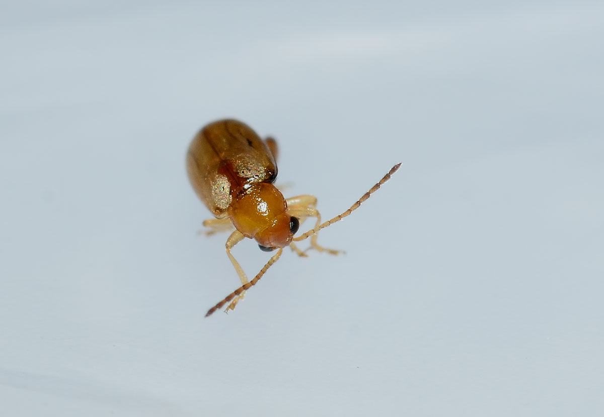 Longitarsus sp., Chrysomelidae