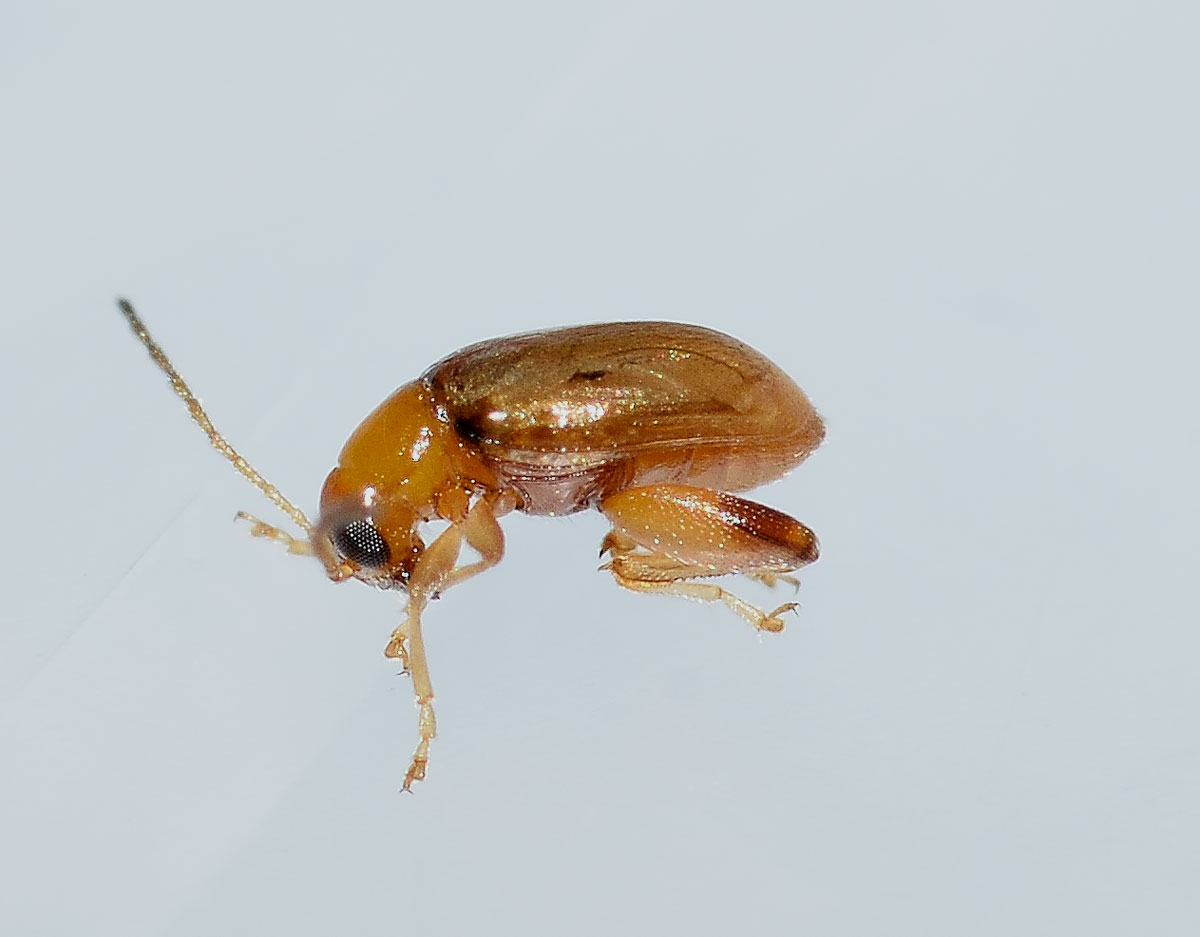 Longitarsus sp., Chrysomelidae