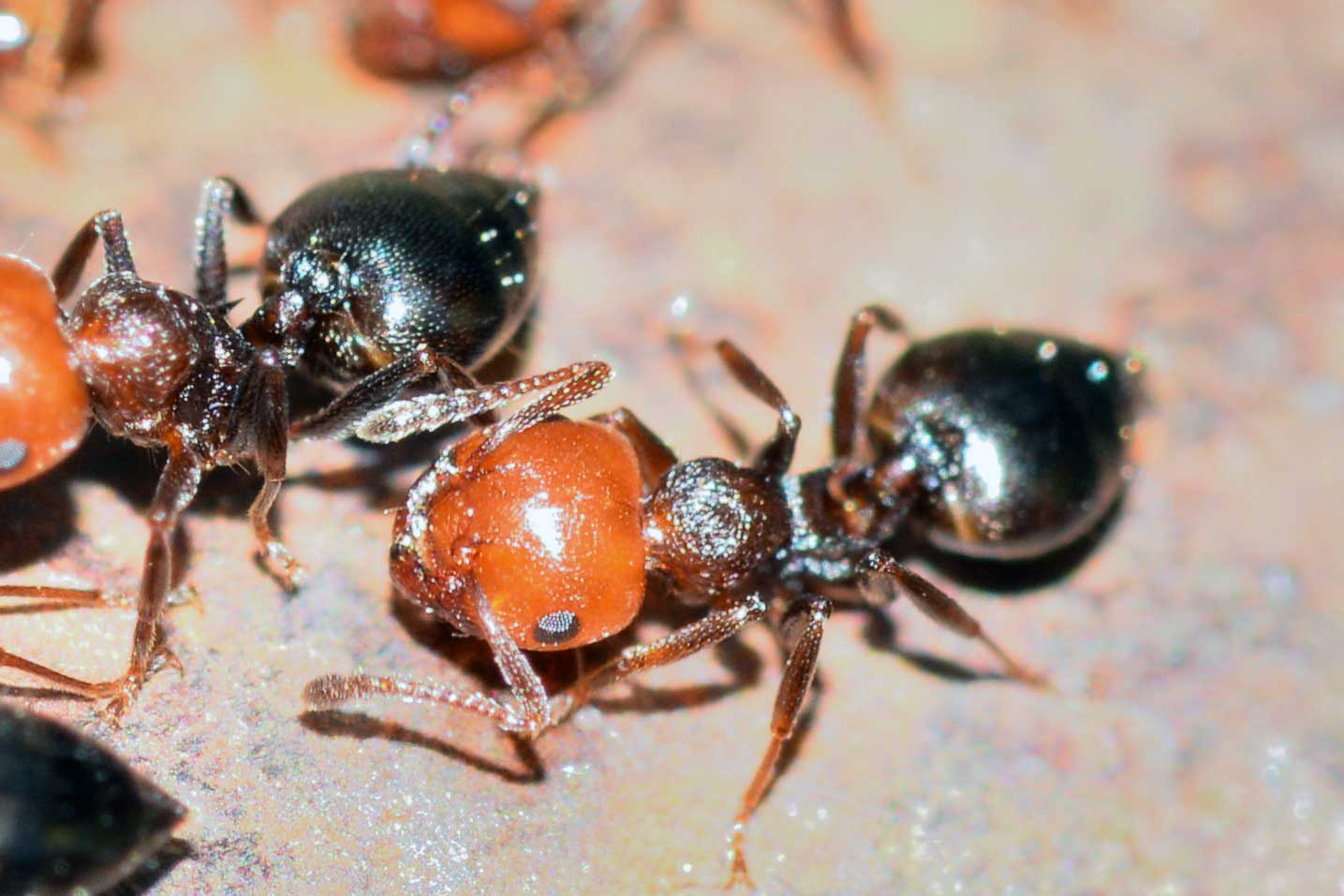 Crematogaster scutellaris