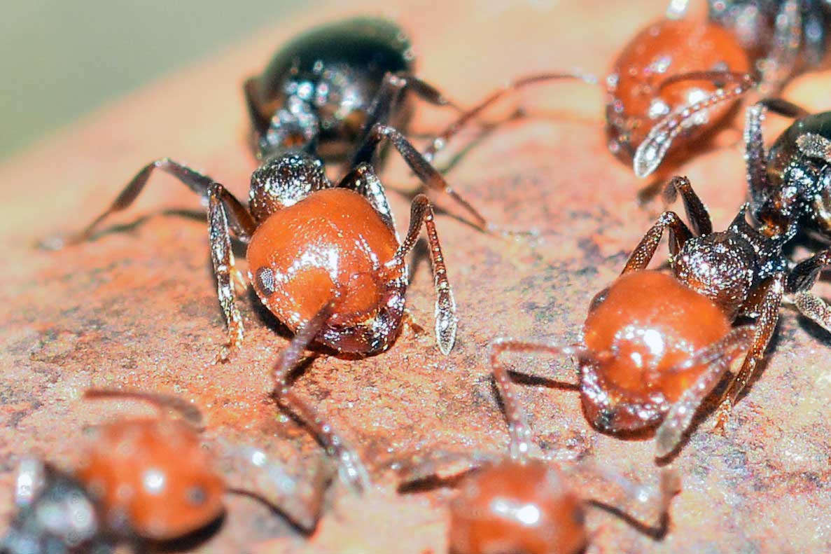 Crematogaster scutellaris