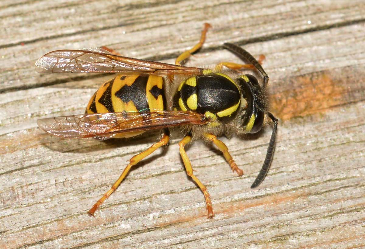 Vespula cfr. vulgaris