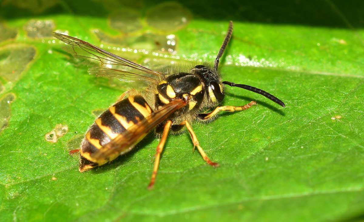 Vespula cfr. vulgaris